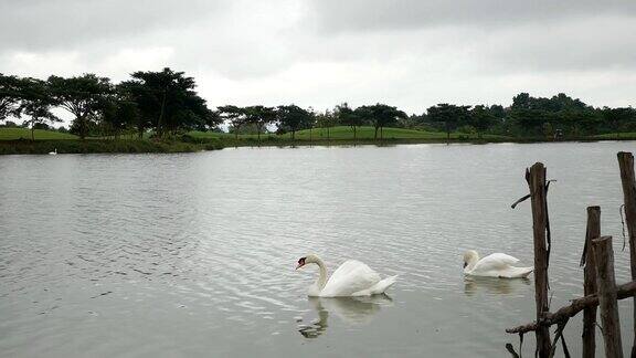 湖面上有两只白天鹅