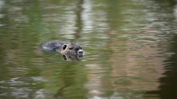 河狸鼠漂浮在池塘的水面上
