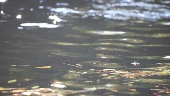 一个平静的淡水河的特写明亮的秋天落叶缓慢运动的水面平静地流动与太阳的反射秋景自然