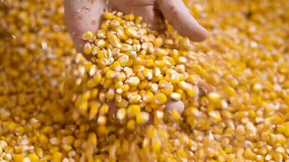 农民手中的玉米