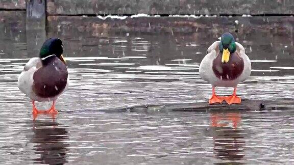 德国慕尼黑的两只鸭子在暴风雪中