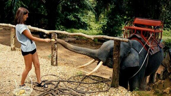 一个女人在给大象喂香蕉