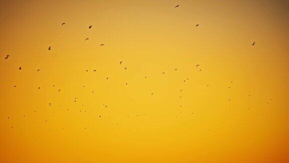 鸟儿在日出时飞翔