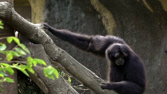 黑毛长臂猿正跑着爬上热带雨林的树枝