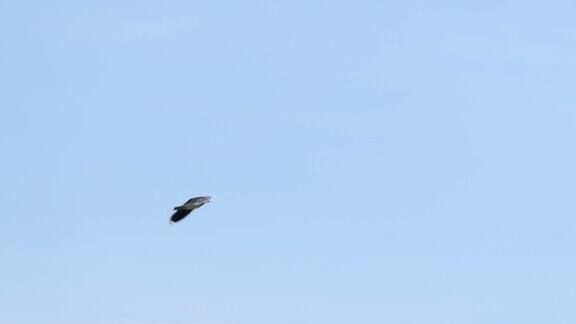 小鸟迎着蓝天飞翔鸟在空中翱翔缓慢的运动关闭了