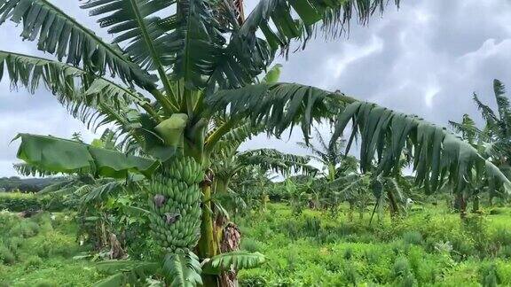 香蕉树种植园在乡村农场