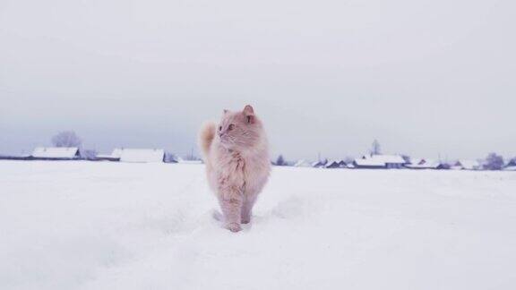 毛绒绒的猫走在村庄里白雪覆盖的草地上