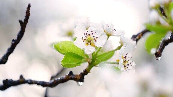 梨花在大自然中绽放着雨滴