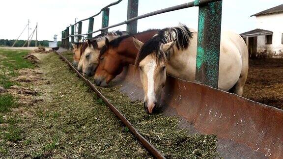 在围栏里喂马