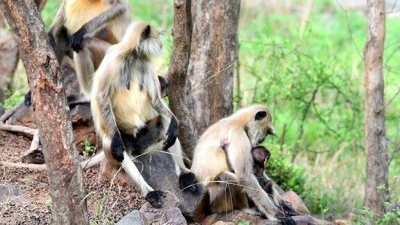 小猴子爬到妈妈身上