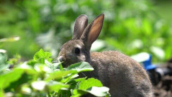 可爱的灰棉尾兔兔在花园里啃草