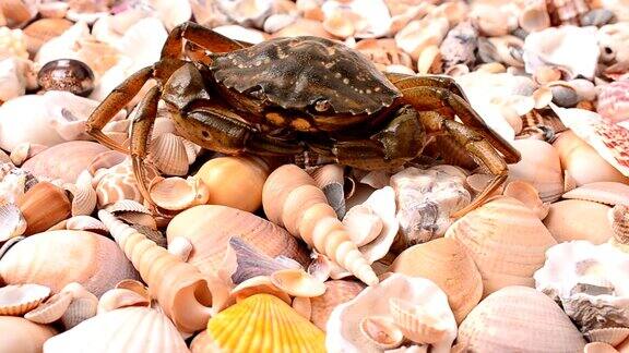 螃蟹在贝壳中特写