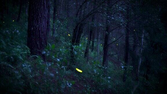 萤火虫在夜森林