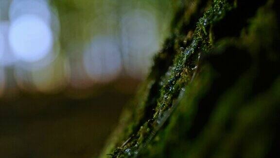 水滴落在树干上的苔藓上