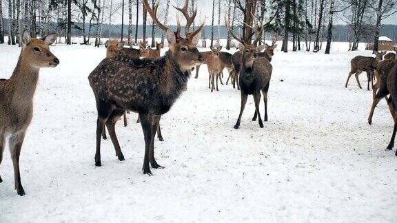 奇特鹿食等鹿从森林里出来吃东西可爱的鹿冬天在生物站觅食动物保护