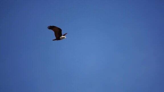猛禽在湛蓝的天空中飞翔