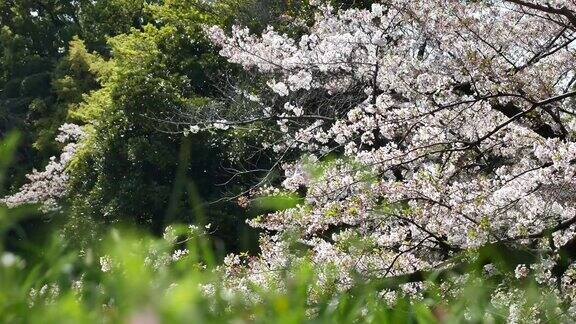 日本的樱花