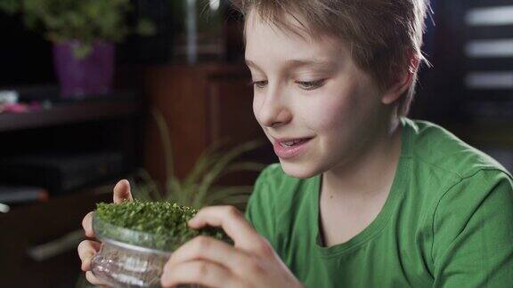 小男孩在看微绿色的罗勒芽