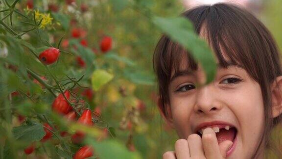 年轻女孩闻到新鲜的番茄在有机农场转基因食品生物食品另类生活风格
