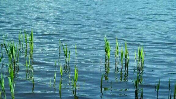 碧绿的芦苇倒映在清澈涟漪的湖面上