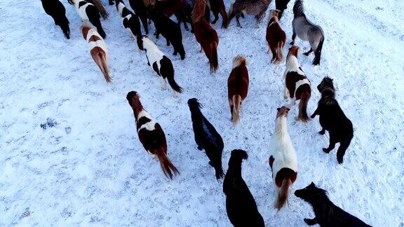 鸟瞰一群马在冰岛的雪地上行走阴天之下