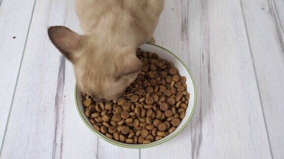 小猫吃大碗里的狗粮健康的猫粮和体重控制猫干粮