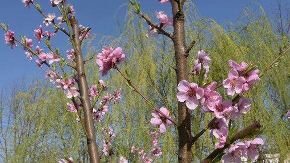 油桃花树在春天盛开