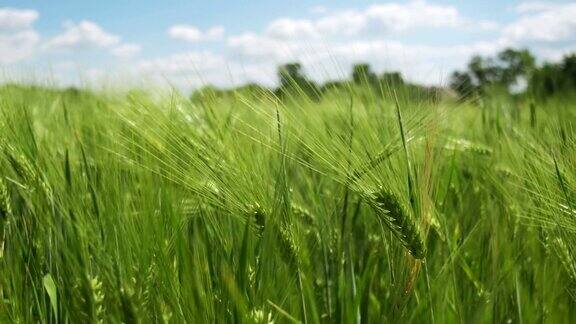 田间的幼绿小麦和小穗