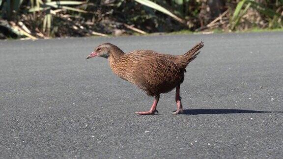 搞笑威卡一种新西兰本土的鸟
