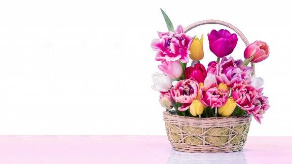 美丽的彩色郁金香花束在一个白色的背景篮子里红色郁金香花开放的时间流逝春天复活节节日生日情人节