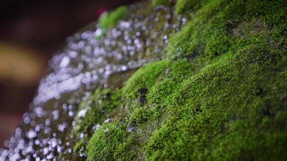 雨后水滴在岩石上的青苔上大自然的背景概念