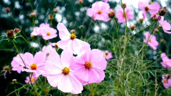 雨落花上