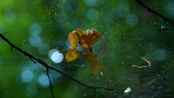 叶子被蜘蛛网缠住了阳光灿烂