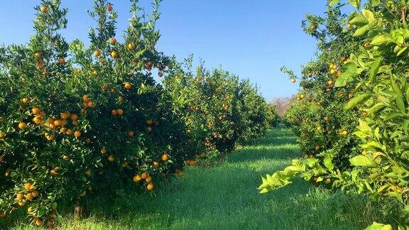 橙子在果园里生长的4K视频