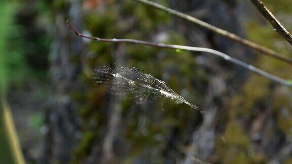 在一个温暖、阳光明媚的夏日蜘蛛网上的一只蜘蛛在风中摇摆
