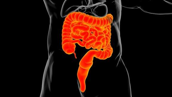 小肠和大肠3D插图人体消化系统解剖