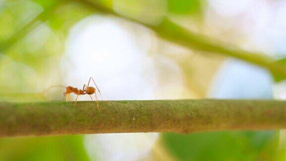 树上的红蚂蚁