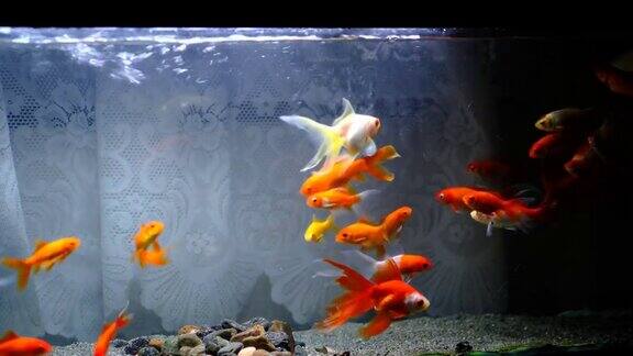 许多金鱼在鱼缸里游泳
