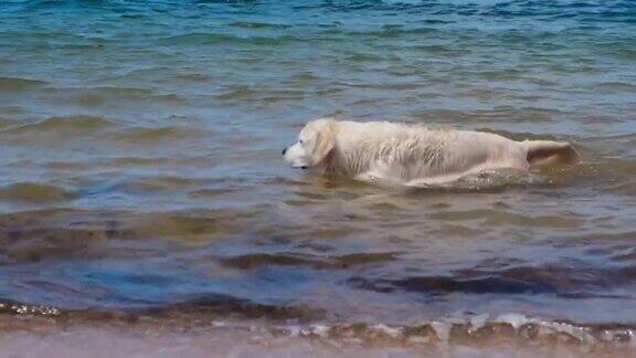 一只拉布拉多在海里游泳狗在水里玩湿毛