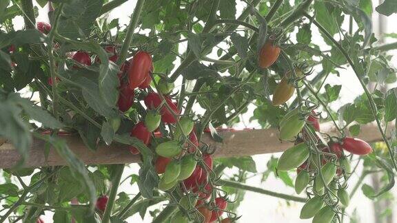 西红柿生长在农场的温室里农业和农业