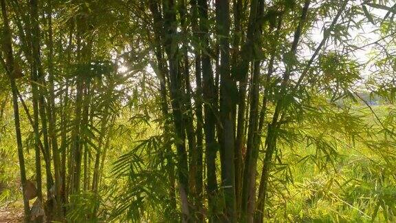 近景透过一丛丛枝叶繁茂的竹林反射着阳光
