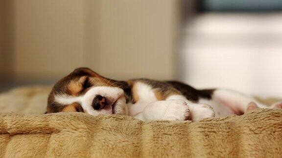可爱的小狗比格尔病着睡在宠物床上