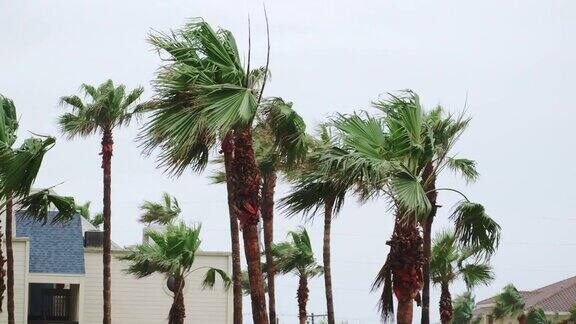 棕榈树在风暴或飓风中被风吹动的广角镜头