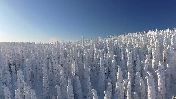 芬兰拉普兰航空镜头-大雪森林