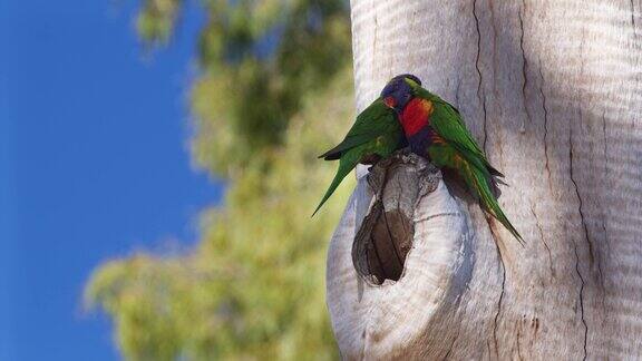 一对彩虹鹦鹉栖息在它们的巢外