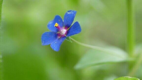 在阳光明媚的夏天开的一种浅蓝色小花草地上美丽芬芳的野花