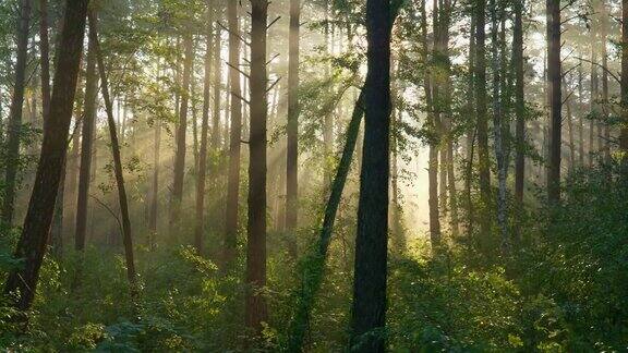 在森林冉冉升起的太阳