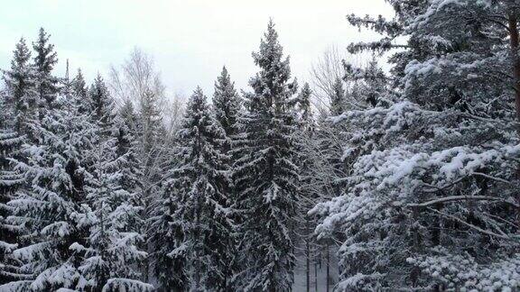 冰冻的森林
