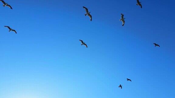 海鸥在晴朗的蓝天中飞翔