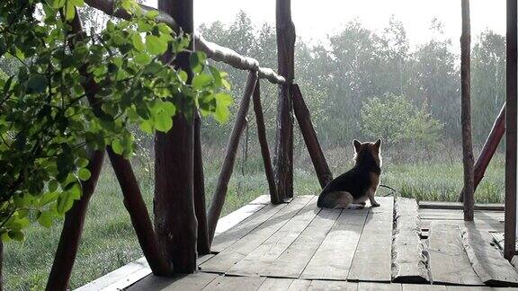 下雨的时候威尔士柯基犬彭布罗克站在他家的阳台上